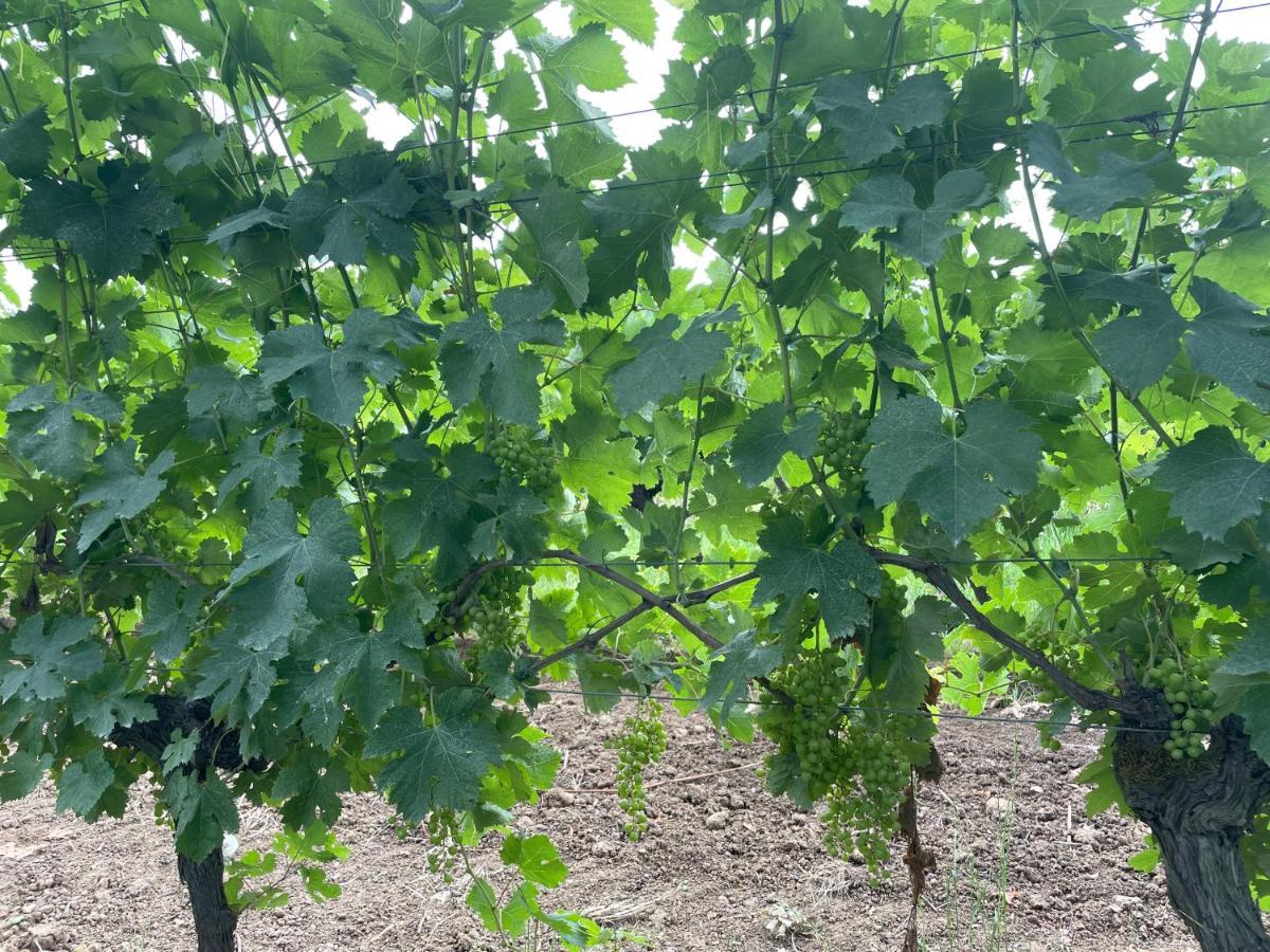 Maison M On The Dordogne 생트 포이 라 그랑드 외부 사진